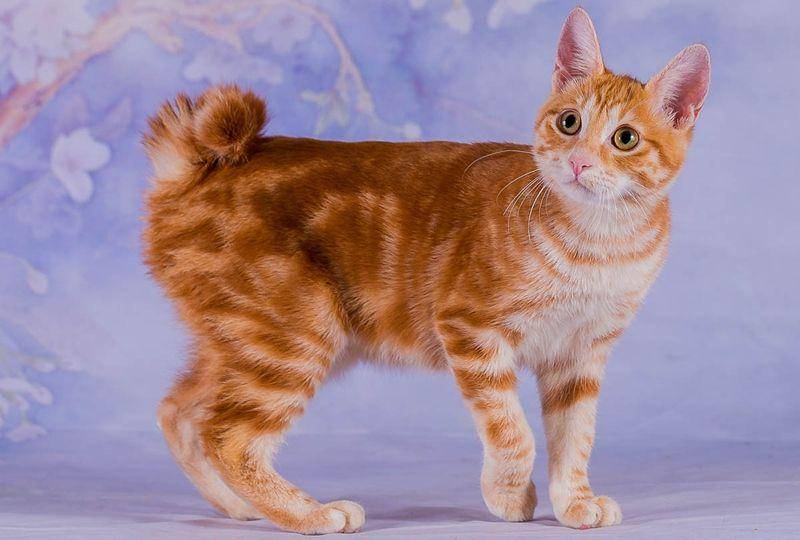 Japanese bobtail (cat-world.com)