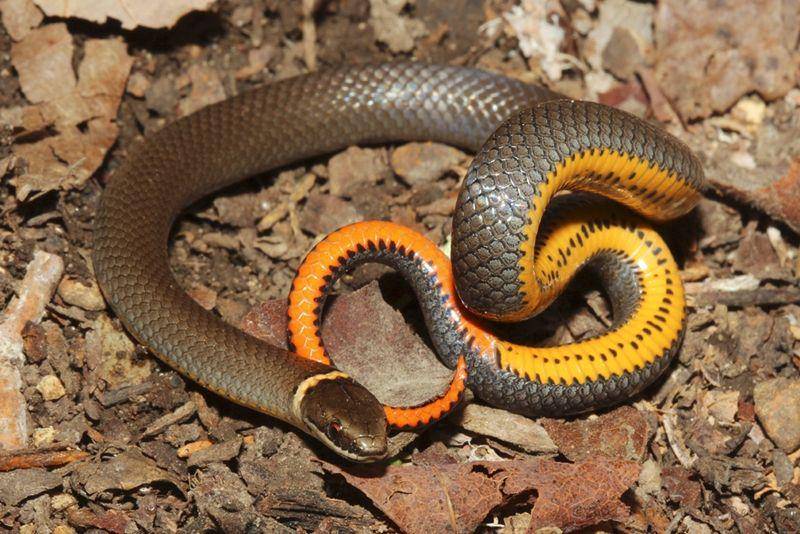 Ringneck (inaturalist.ca)