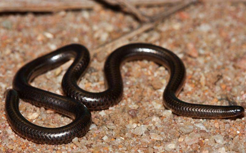 Peters' thread snake (tyroneping.co.za)