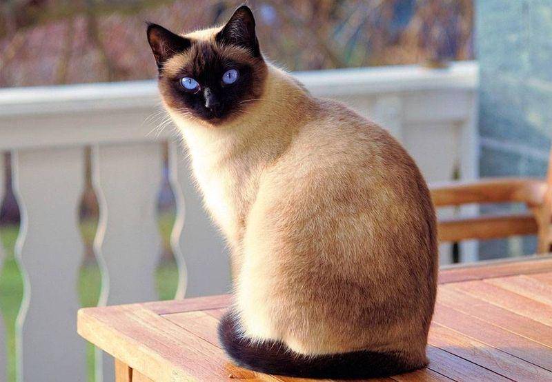 Siamese  (cozycatfurniture.com)