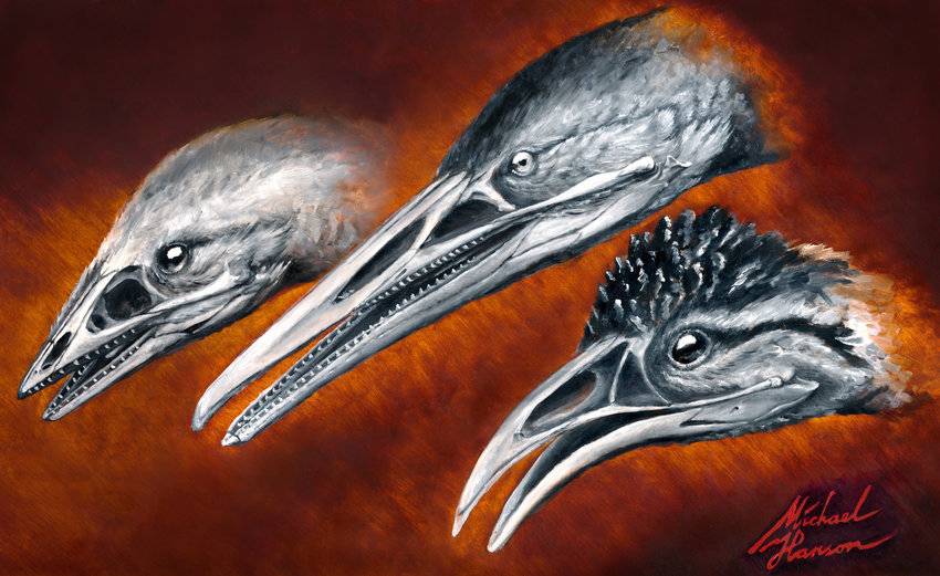 gambaran kepala Urvogel dari ilmuwan (dok. Michael Hanson/Research Gate)