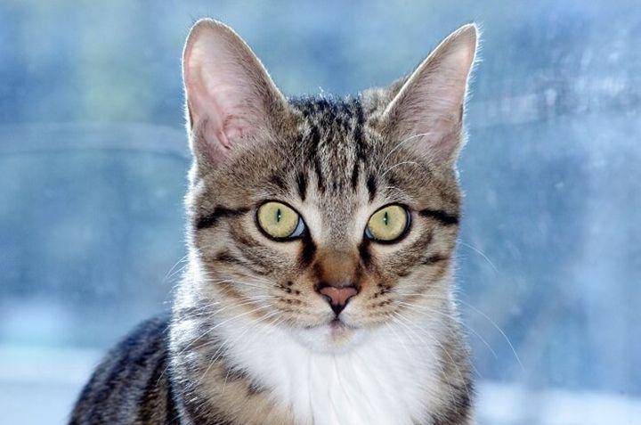 Dragon li (allaboutcats.com)