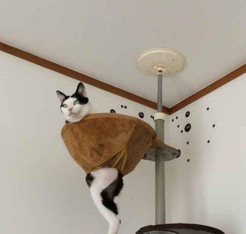 potret kucing gunakan barang dengan kreatif (instagram.com/gallerysioyen)