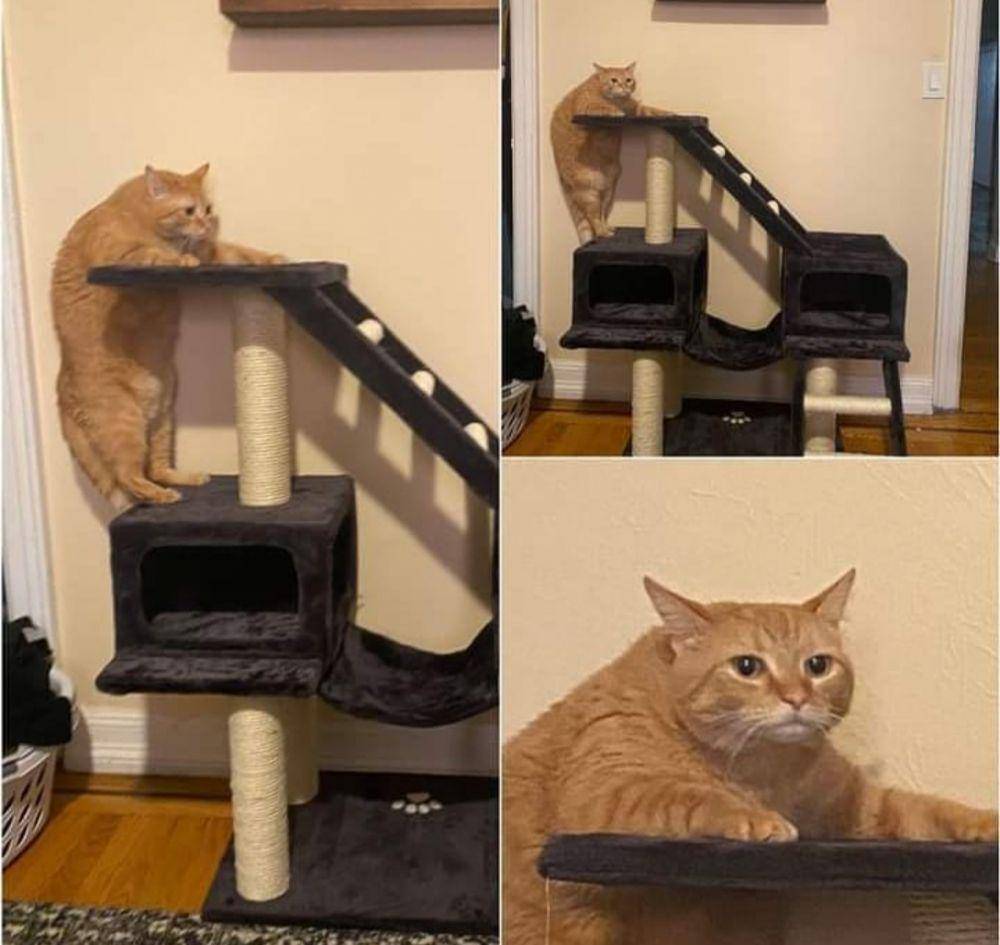 potret kucing gunakan barang dengan kreatif (instagram.com/gallerysioyen)