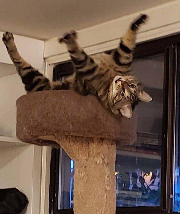 potret kucing gunakan barang dengan kreatif (reddit.com/I_Only_Look_Irish)