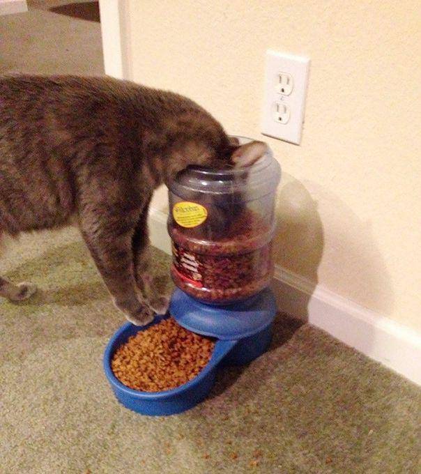 potret kucing gunakan barang dengan kreatif (reddit.com/MrStabbers)