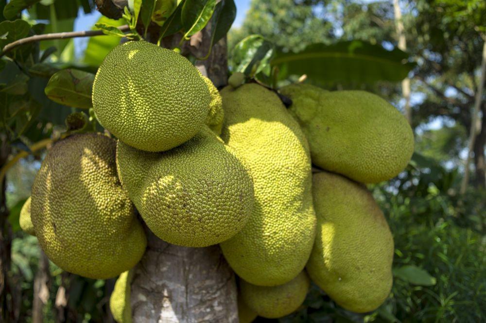 7 Manfaat Sehat Nangka, Bisa Turunkan Kolesterol hingga Lawan Kanker