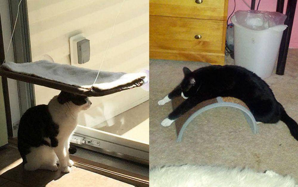 potret kolase kucing gunakan barang dengan kreatif (boredpanda.com)