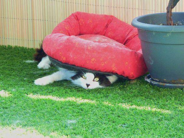 potret kucing gunakan barang dengan kreatif (boredpanda.com)