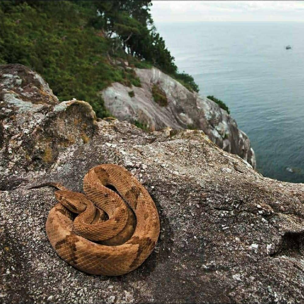 lha da Queimada Grande (instagram.com/unmundoperdiscover)