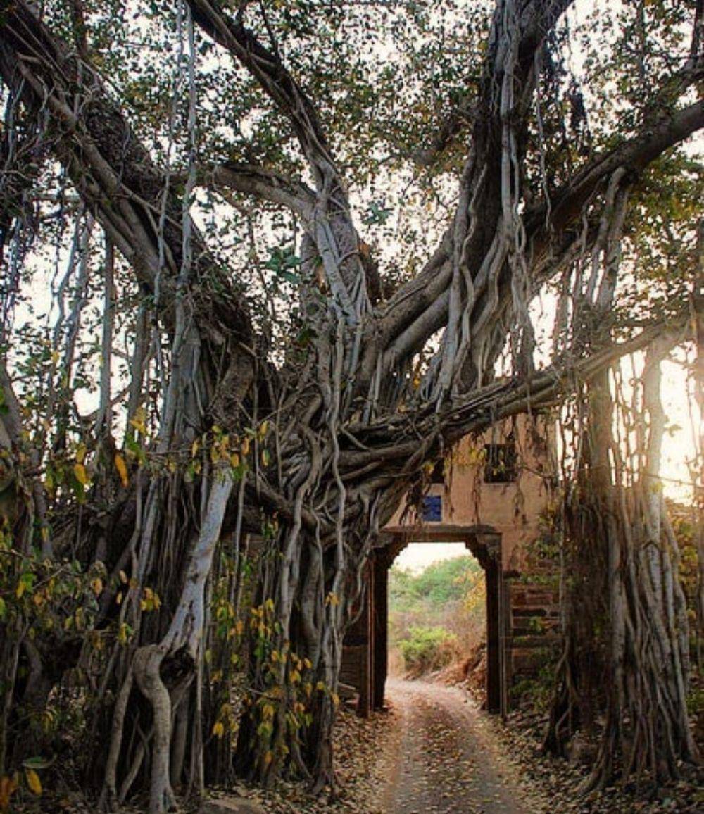 Banyan Tree (instagram.com/_rohanshekhawat)
