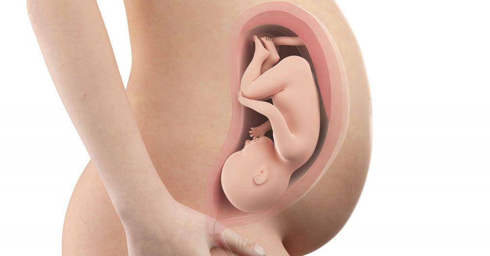 ilustrasi kepala bayi yang memasuki panggul di usia kehamilan 36 minggu (bellybelly.com.au)