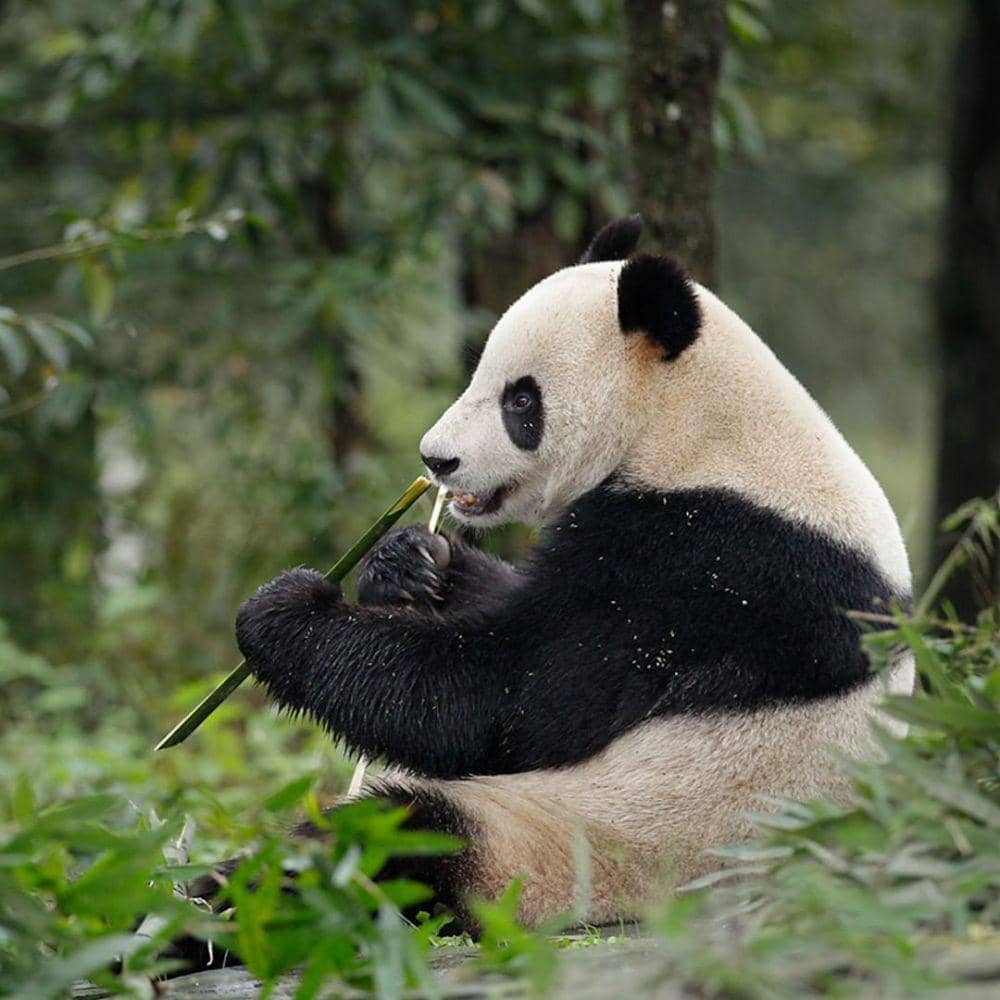 Singapura Sambut Kelahiran Bayi Panda Raksasa Jia Jia
