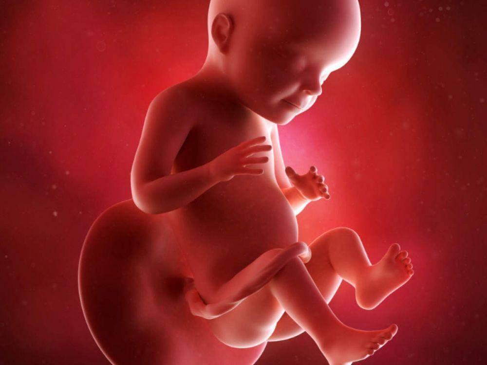 ilustrasi bayi di dalam kandungan pada minggu ke-28 (timesofindia.indiatimes.com)