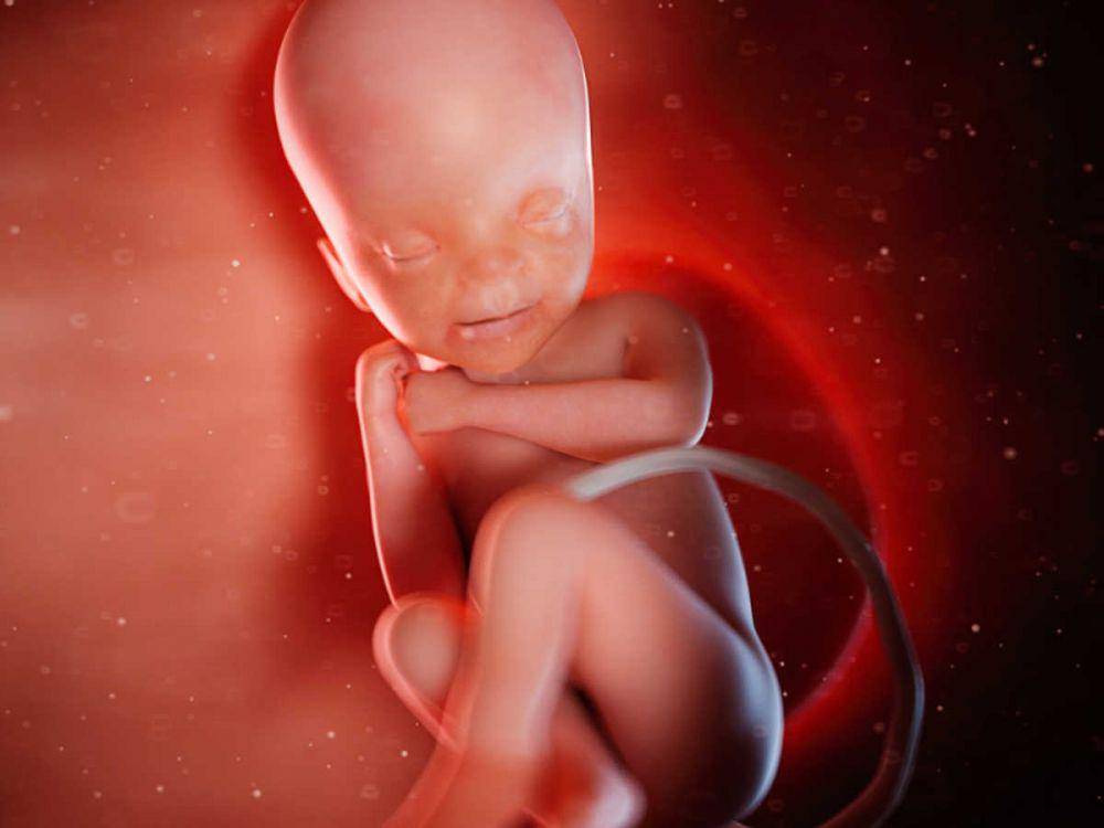 ilustrasi bayi di dalam kandungan pada minggu ke-24 (timesofindia.com)