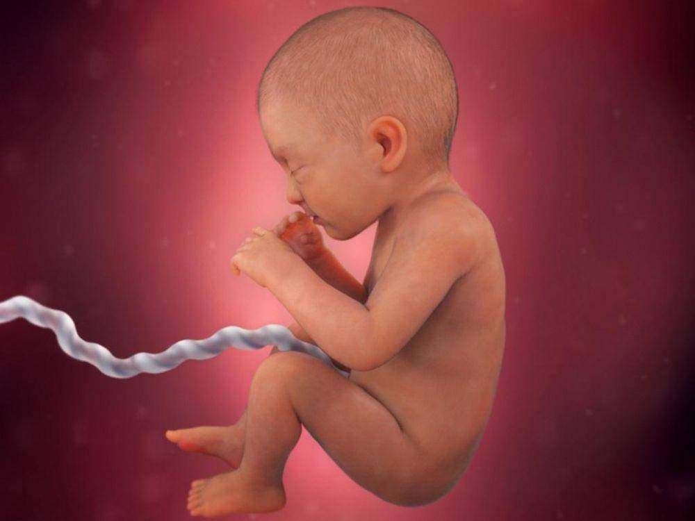 ilustrasi bayi dalam kandungan pada minggu ke-32 (babycenter.in)