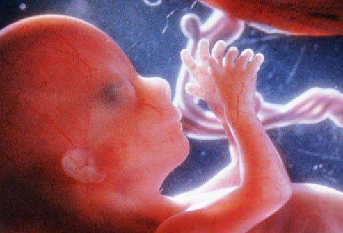 ilustrasi bayi di dalam kandungan pada minggu ke-16 (webmd.com)