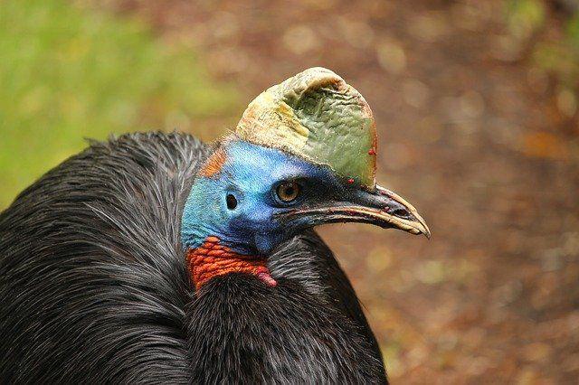 Mengenal Kasuari, Burung Khas Papua yang Mematikan