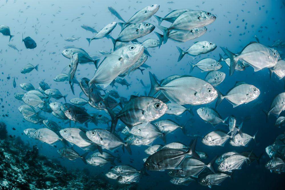 ilustrasi ikan di laut (unsplash.com/Sebastian Pena Lambarri)
