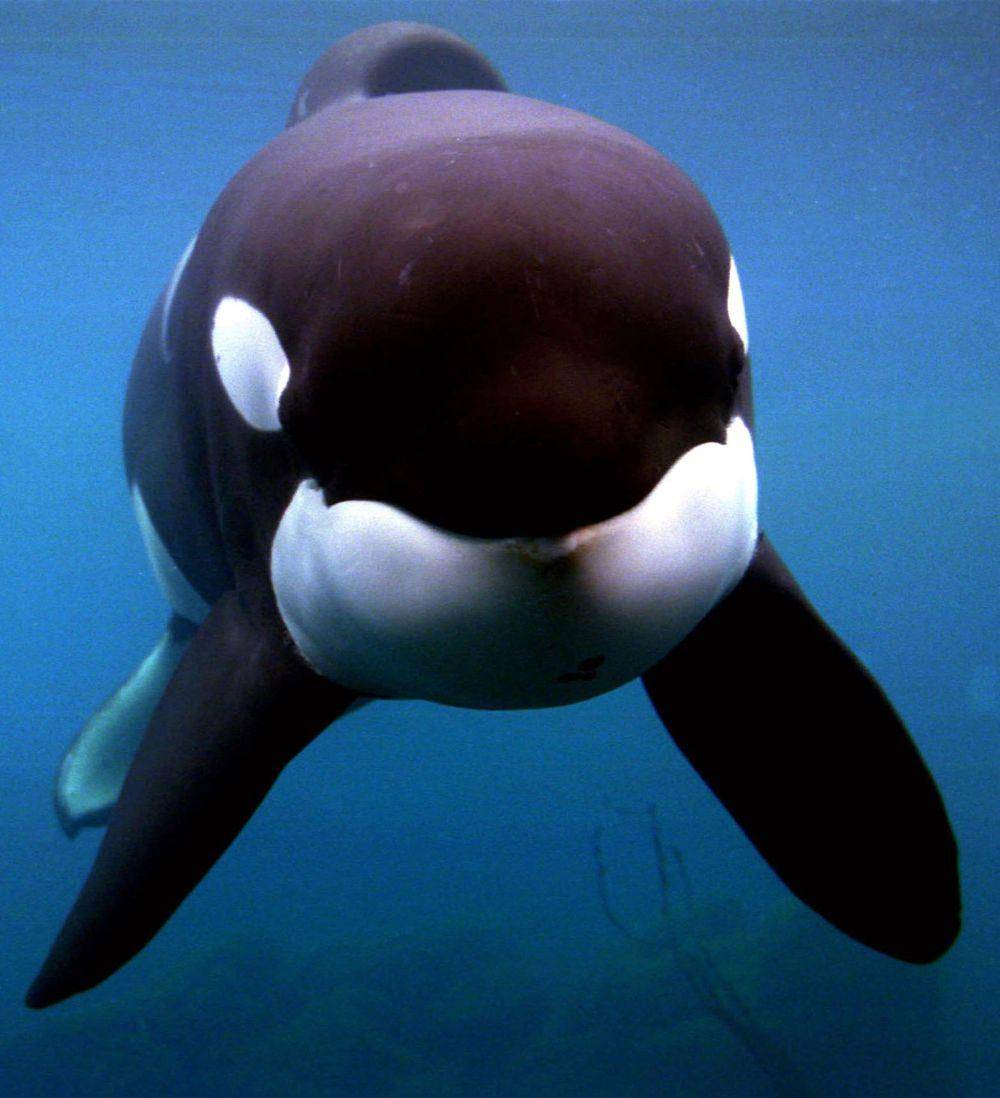 Paus pembunuh (Orca) bernama Keiko (nbcnews.com/Jack Smith)