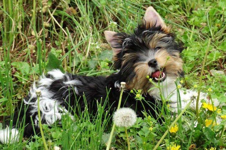 Biewer Terrier sedang bermain di rerumputan (dok. AKC)