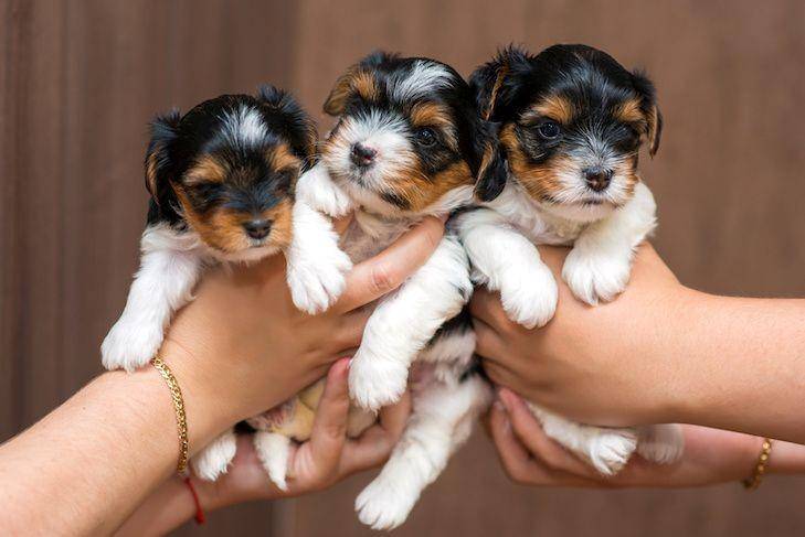 Anak anjing Biewer Terrier (dok. AKC)