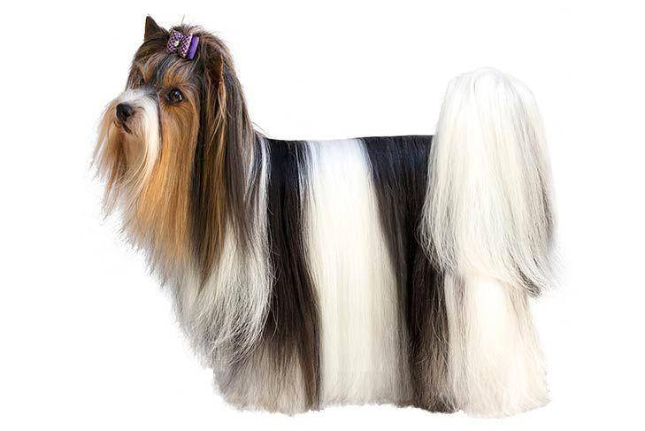 Bentuk anjing Biewer Terrier (dok. AKC)