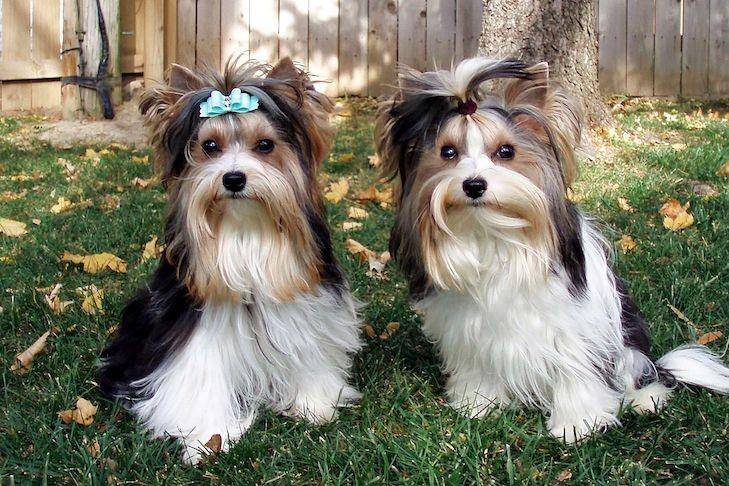 Anjing Biewer Terrier (dok. AKC)