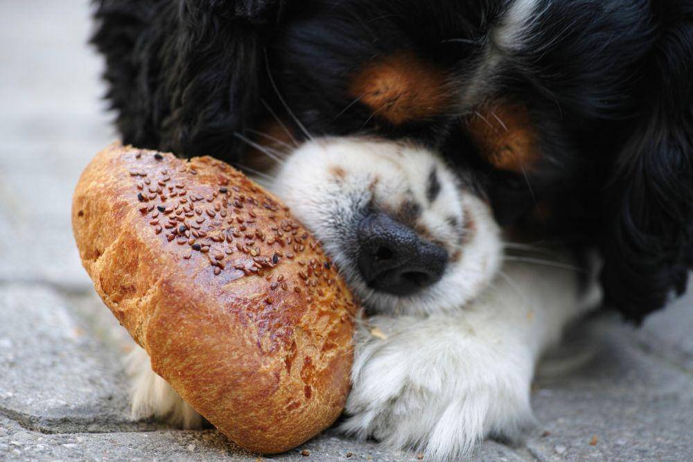 Ilustrasi anjing yang sedang makan (unsplash.com/engin akyurt)