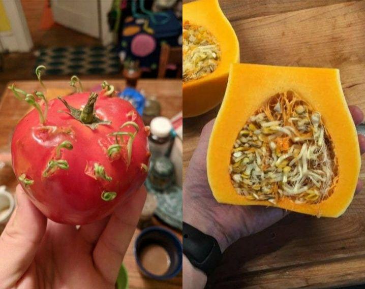 10 Potret Kocak Biji Tumbuh saat Masih di Dalam Buah, Terlalu Subur