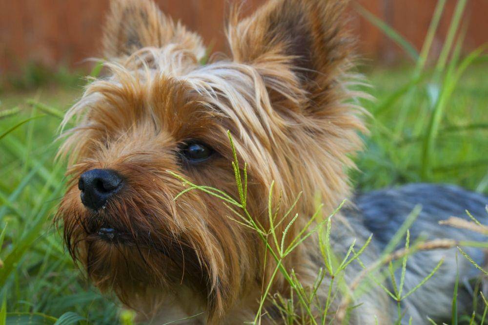 Anjing Yorkie atau Yorkshire Terrier (unsplash/Shannon Richards)