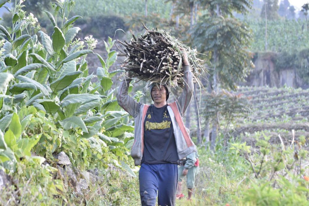 Cukai Rokok Naik, Petani Tembakau dan Cengkih Makin Babak Belur
