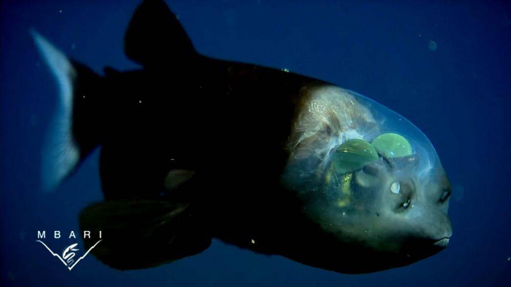 Mata hijau dari ikan Barreleye (YouTube/MBARI)
