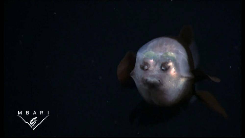 Ikan Barreleye sedang mencari mangsa (YouTube/MBARI)