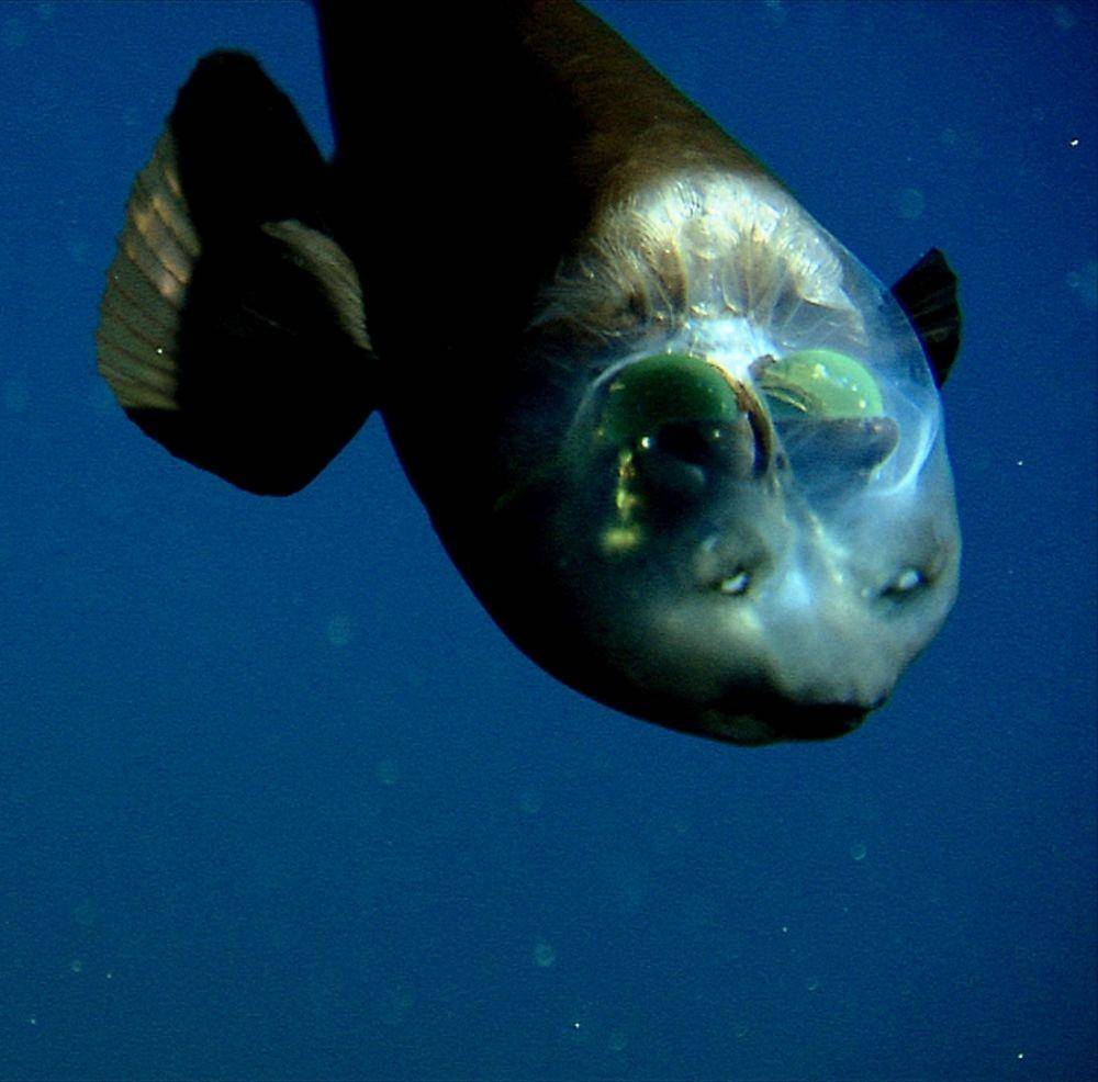 Ikan Barreleye tinggal di laut yang gelap (dok. MBARI)