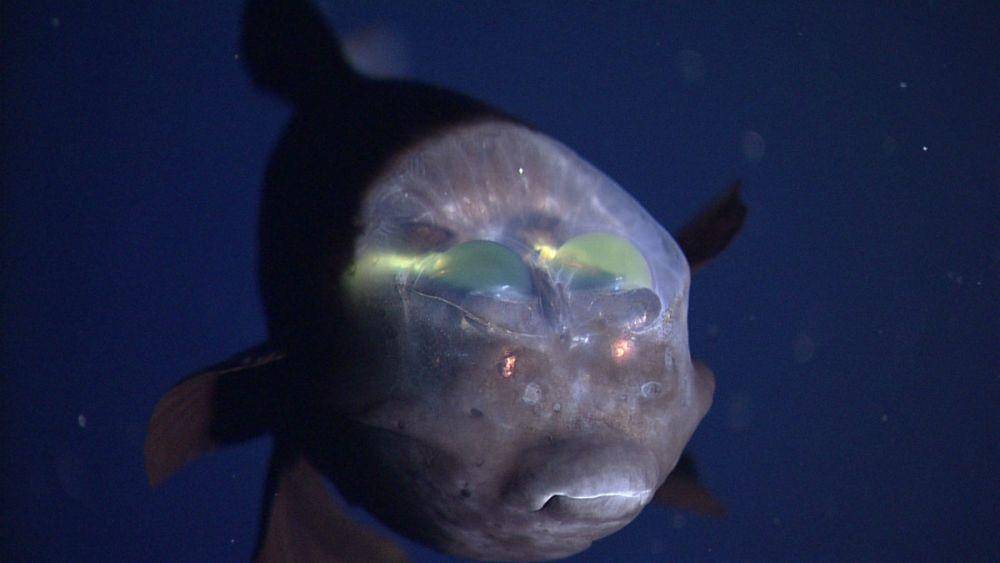 Ikan Barreleye sudah ditemukan lebih dari 50 tahun lalu (dok. MBARI)