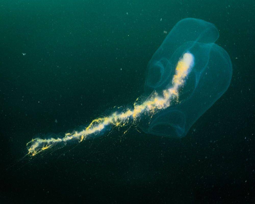 Sifonofora yang menjadi makanan ikan Barreleye (dok. Monterey Bay Aquarium)