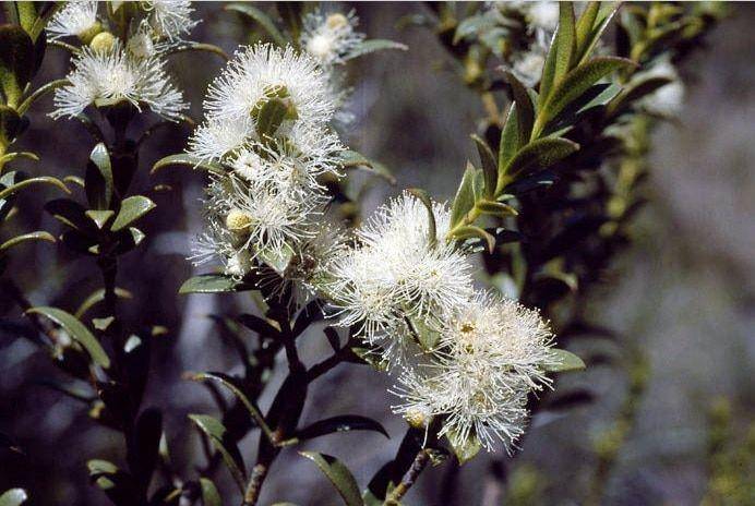 Mongarlowee Mallee, eukaliptus terlangka di dunia (dok. NSW Government Office of Environment & Heritage)