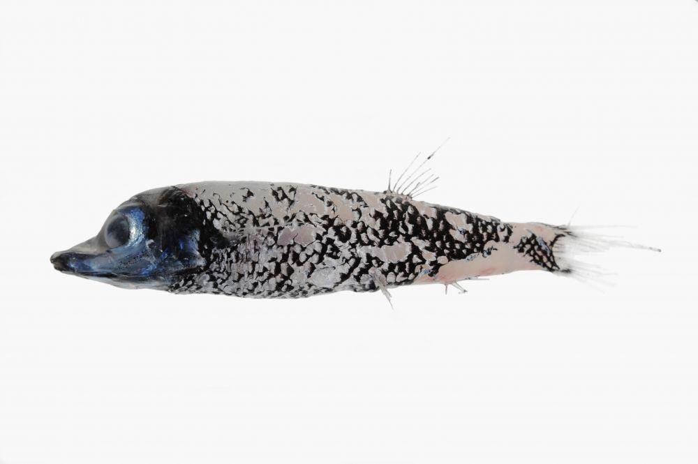 Winteria telescopa, jenis Barreleye yang bertubuh ramping (dok. Fishes of Australia)