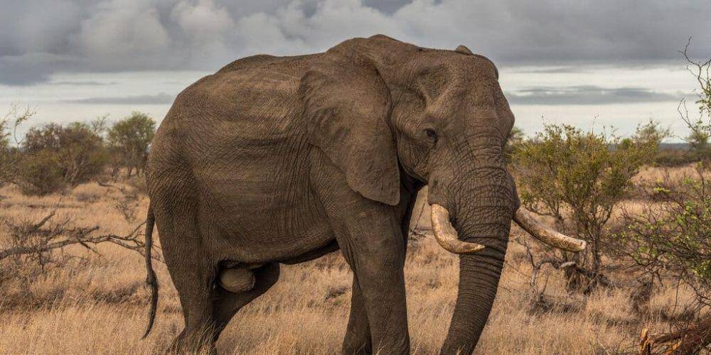 ilustrasi gajah Afrika (safarisafricana.com)