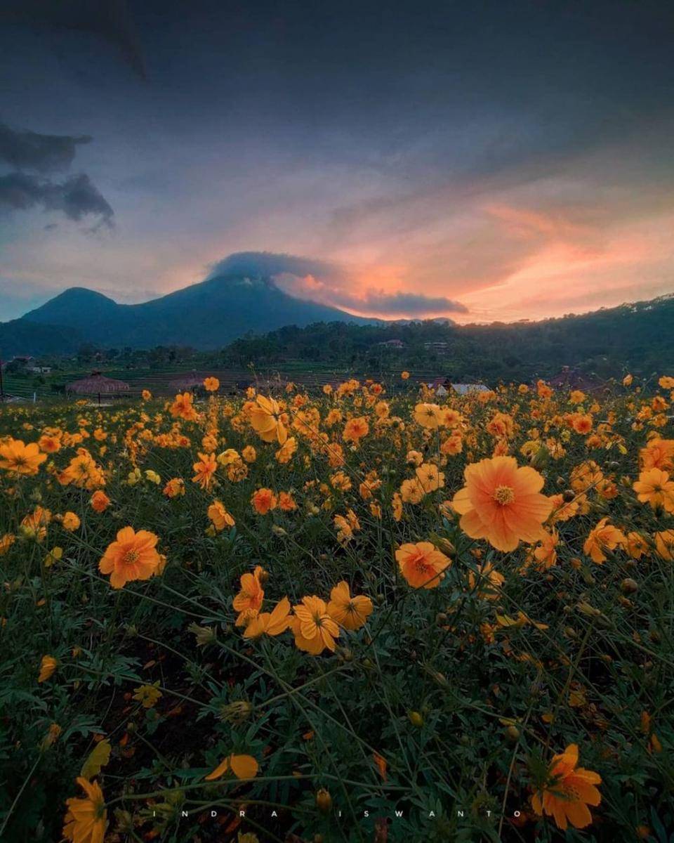 Kampung Organik Brenjonk, Mojokerto (instagram.com/indraiswanto84)