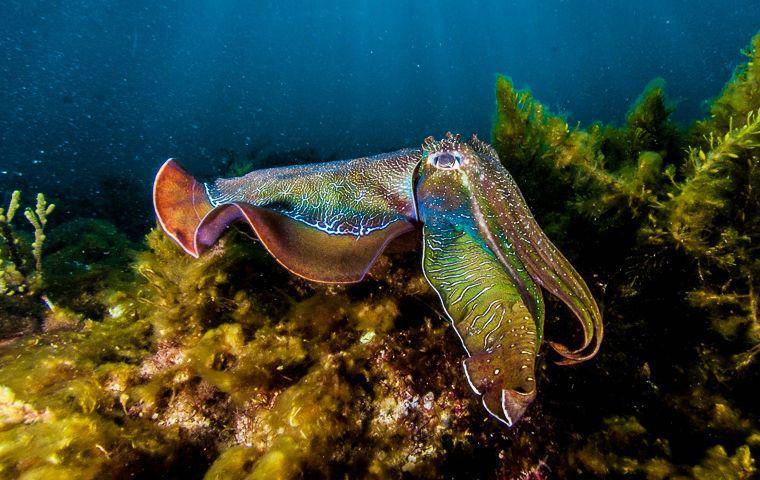 Australian giant cuttlefish, jenis cuttlefish terbesar (environment.sa.gov.au)