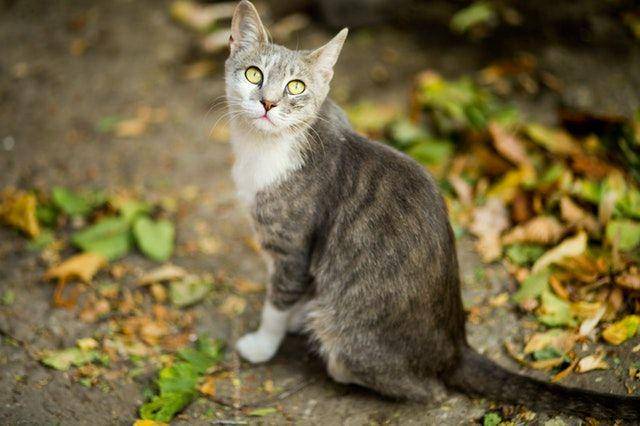 ilustrasi kucing (pexels/@evgphotos)