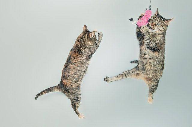 ilustrasi kucing melompat (pexels/@gratisography)