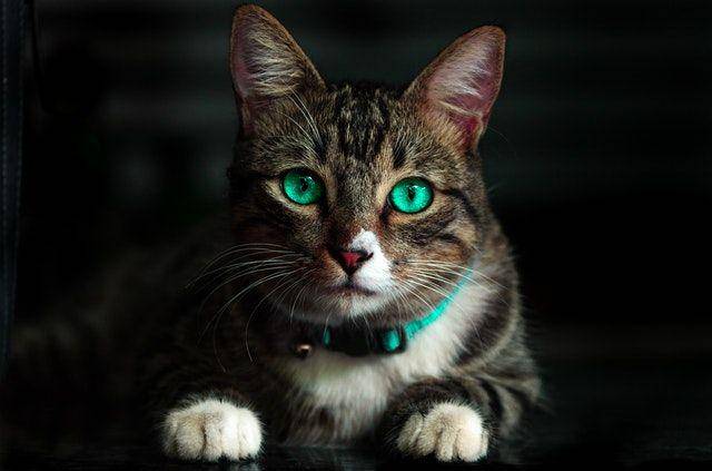 ilustrasi kucing (pexels/@kelvin809)