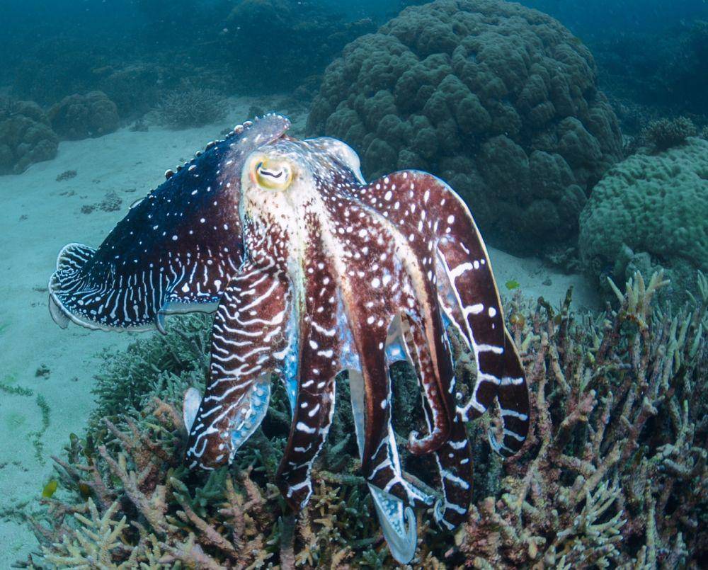 ilustrasi hewan cuttlefish (pexels.com/May Law)
