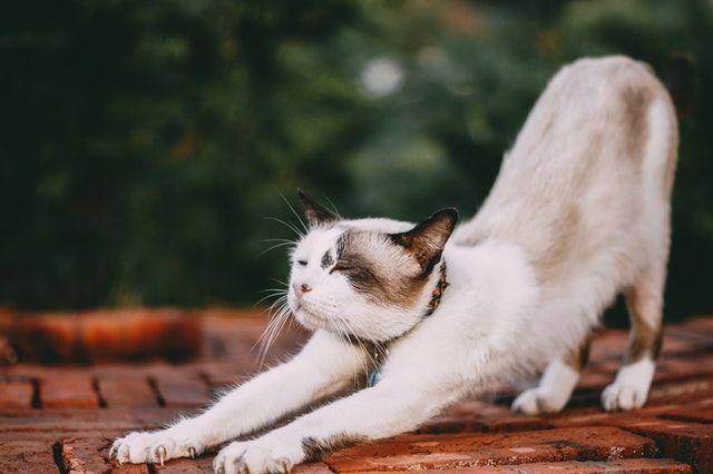 ilustrasi kucing (pexels.com/@tamba09)
