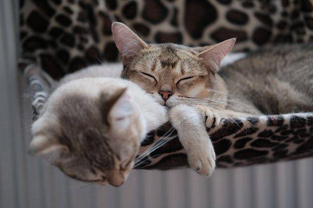 ilustrasi kucing tidur (pexels/@canaros)