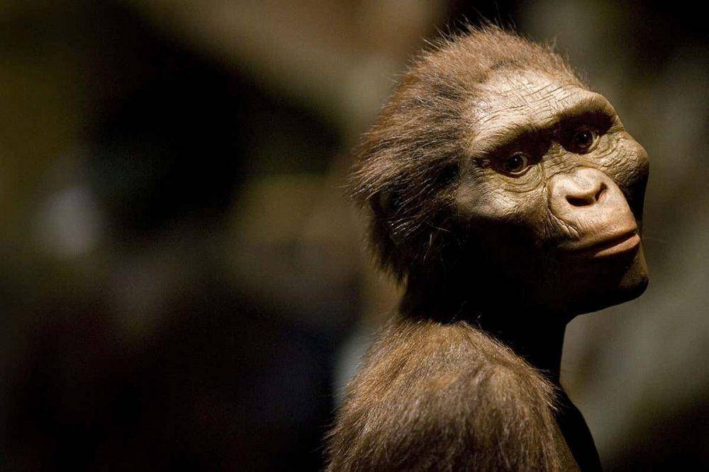 ilustrasi hominid purba yang menjadi nenek moyang sapiens (newscientist.com)