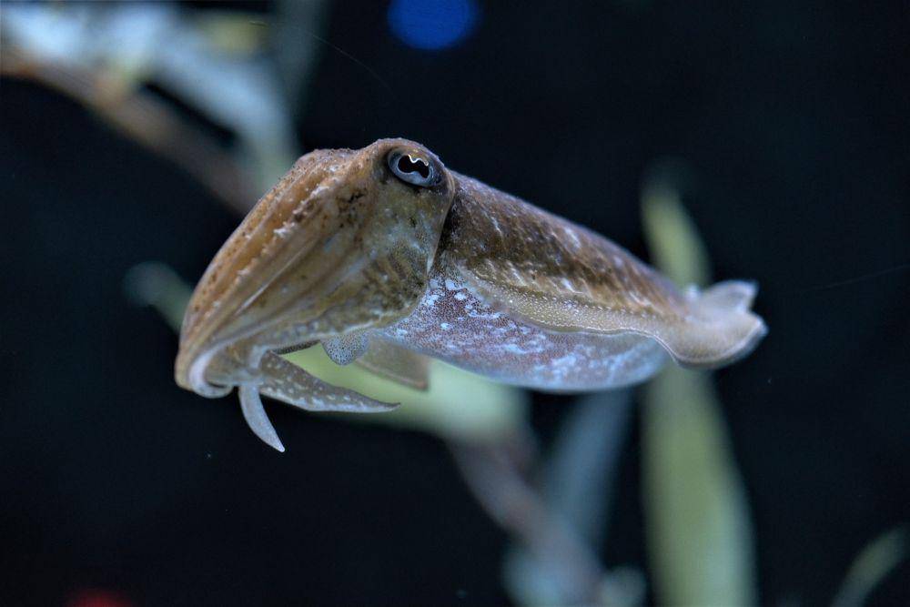 ilustrasi hewan cuttlefish (pixabay.com/naveenmanohar)